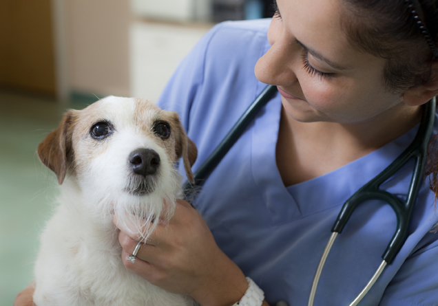 Du học Mỹ - Chương trình Tiền Thú y (Pre-Veterinary Medicine) - West Texas A&M University